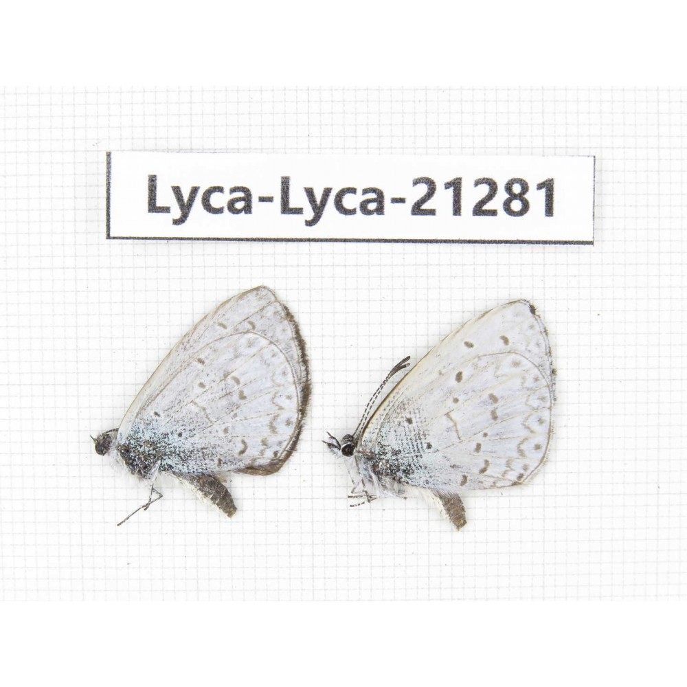 Celastrina sp. China, Tibet, Linzhi, Milin county. 2M. Lyca-Lyca-21281.