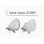 Celastrina sp. China, Tibet, Linzhi, Milin county. 2M. Lyca-Lyca-21281.