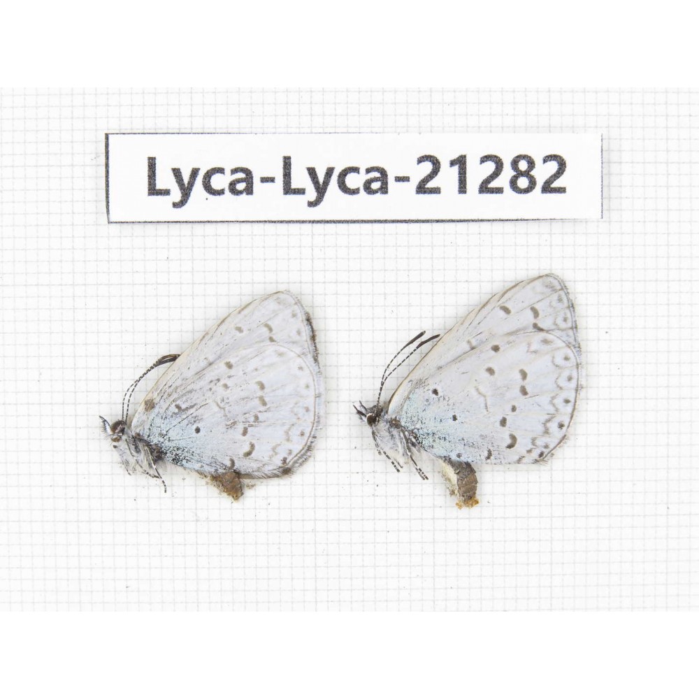 Celastrina sp. China, Tibet, Linzhi, Milin county. 2M. Lyca-Lyca-21282.
