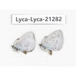 Celastrina sp. China, Tibet, Linzhi, Milin county. 2M. Lyca-Lyca-21282.