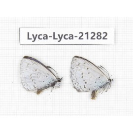 Celastrina sp. China, Tibet, Linzhi, Milin county. 2M. Lyca-Lyca-21282.