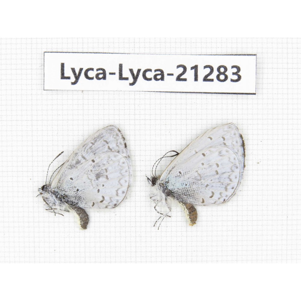 Celastrina sp. China, Tibet, Linzhi, Milin county. 2M. Lyca-Lyca-21283.