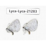 Celastrina sp. China, Tibet, Linzhi, Milin county. 2M. Lyca-Lyca-21283.