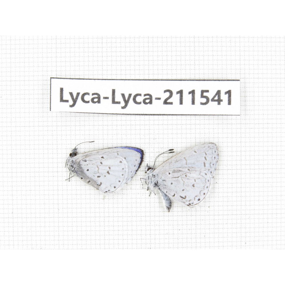 Celastrina sp. China, Tibet, Linzhi, Motuo county, Beibeng. 2M. Lyca-Lyca-211541.