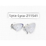 Celastrina sp. China, Tibet, Linzhi, Motuo county, Beibeng. 2M. Lyca-Lyca-211541.