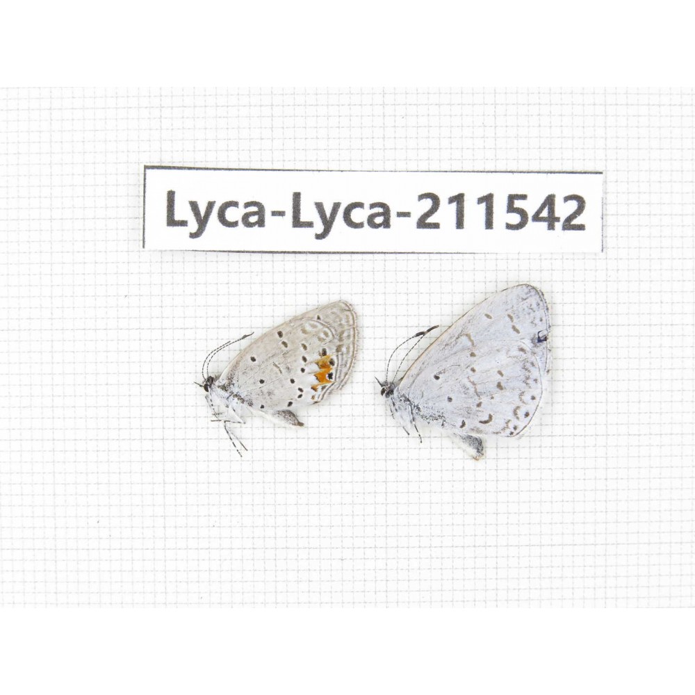 Hesperidae sp. China, Tibet, Linzhi, Motuo county, Beibeng. 2M. Lyca-Lyca-211542.