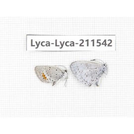 Hesperidae sp. China, Tibet, Linzhi, Motuo county, Beibeng. 2M. Lyca-Lyca-211542.