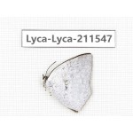 Curetis acuta. China, Tibet, Linzhi, Motuo county, Beibeng. 1M. Lyca-Lyca-211547.