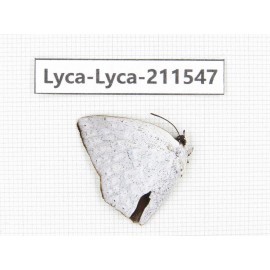 Curetis acuta. China, Tibet, Linzhi, Motuo county, Beibeng. 1M. Lyca-Lyca-211547.