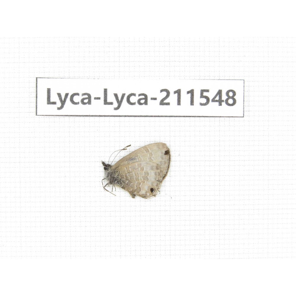 Hesperidae sp. China, Tibet, Linzhi, Motuo county, Beibeng. 1M. Lyca-Lyca-211548.