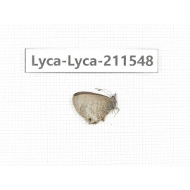 Hesperidae sp. China, Tibet, Linzhi, Motuo county, Beibeng. 1M. Lyca-Lyca-211548.