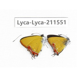Heliophorus sp. China, Tibet, Linzhi, Motuo county, Beibeng. 2M. Lyca-Lyca-211551.