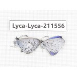 Celastrina sp. China, Tibet, Linzhi, Motuo county, Beibeng. 2M. Lyca-Lyca-211556.