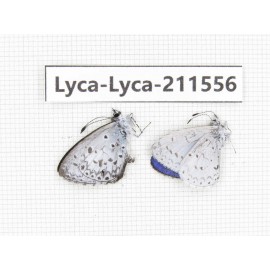 Celastrina sp. China, Tibet, Linzhi, Motuo county, Beibeng. 2M. Lyca-Lyca-211556.