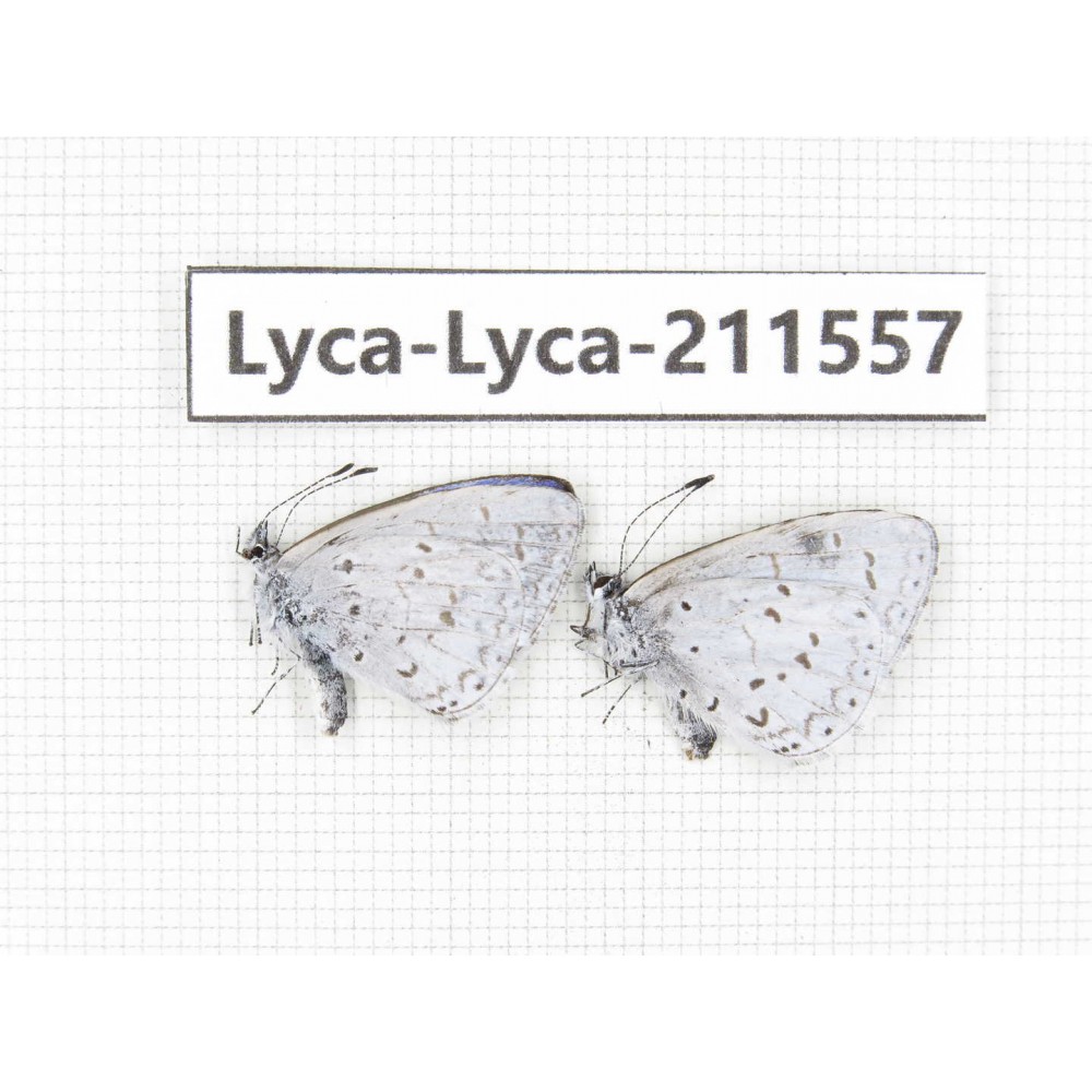 Celastrina sp. China, Tibet, Linzhi, Motuo county, Beibeng. 2M. Lyca-Lyca-211557.