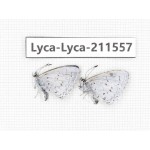 Celastrina sp. China, Tibet, Linzhi, Motuo county, Beibeng. 2M. Lyca-Lyca-211557.