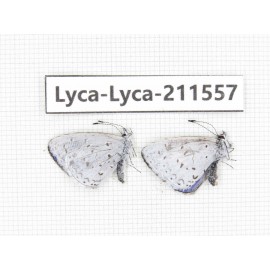 Celastrina sp. China, Tibet, Linzhi, Motuo county, Beibeng. 2M. Lyca-Lyca-211557.