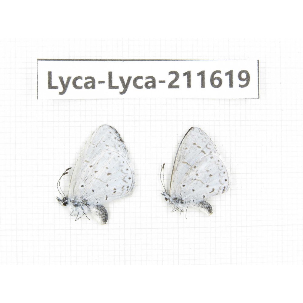 Celastrina sp. China, Tibet, Linzhi, Motuo county, Beibeng. 2M. Lyca-Lyca-211619.