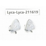 Celastrina sp. China, Tibet, Linzhi, Motuo county, Beibeng. 2M. Lyca-Lyca-211619.