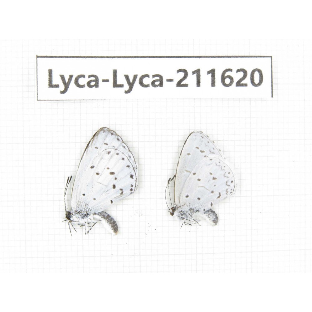 Celastrina sp. China, Tibet, Linzhi, Motuo county, Beibeng. 2M. Lyca-Lyca-211620.