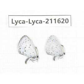Celastrina sp. China, Tibet, Linzhi, Motuo county, Beibeng. 2M. Lyca-Lyca-211620.