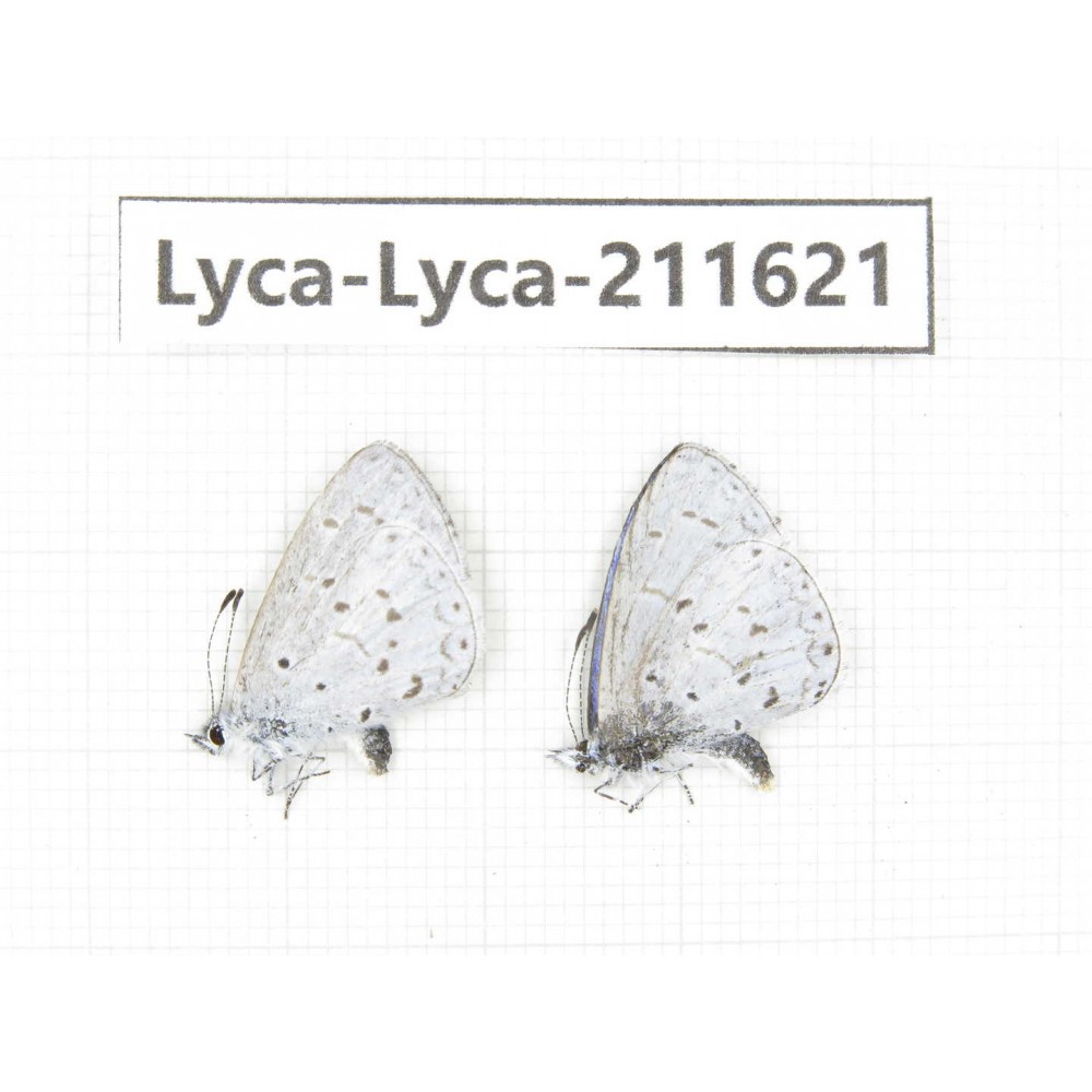 Celastrina sp. China, Tibet, Linzhi, Motuo county, Beibeng. 2M. Lyca-Lyca-211621.