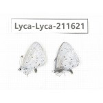 Celastrina sp. China, Tibet, Linzhi, Motuo county, Beibeng. 2M. Lyca-Lyca-211621.