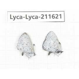 Celastrina sp. China, Tibet, Linzhi, Motuo county, Beibeng. 2M. Lyca-Lyca-211621.