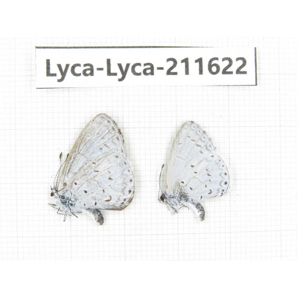 Celastrina sp. China, Tibet, Linzhi, Motuo county, Beibeng. 2M. Lyca-Lyca-211622.