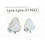 Celastrina sp. China, Tibet, Linzhi, Motuo county, Beibeng. 2M. Lyca-Lyca-211622.