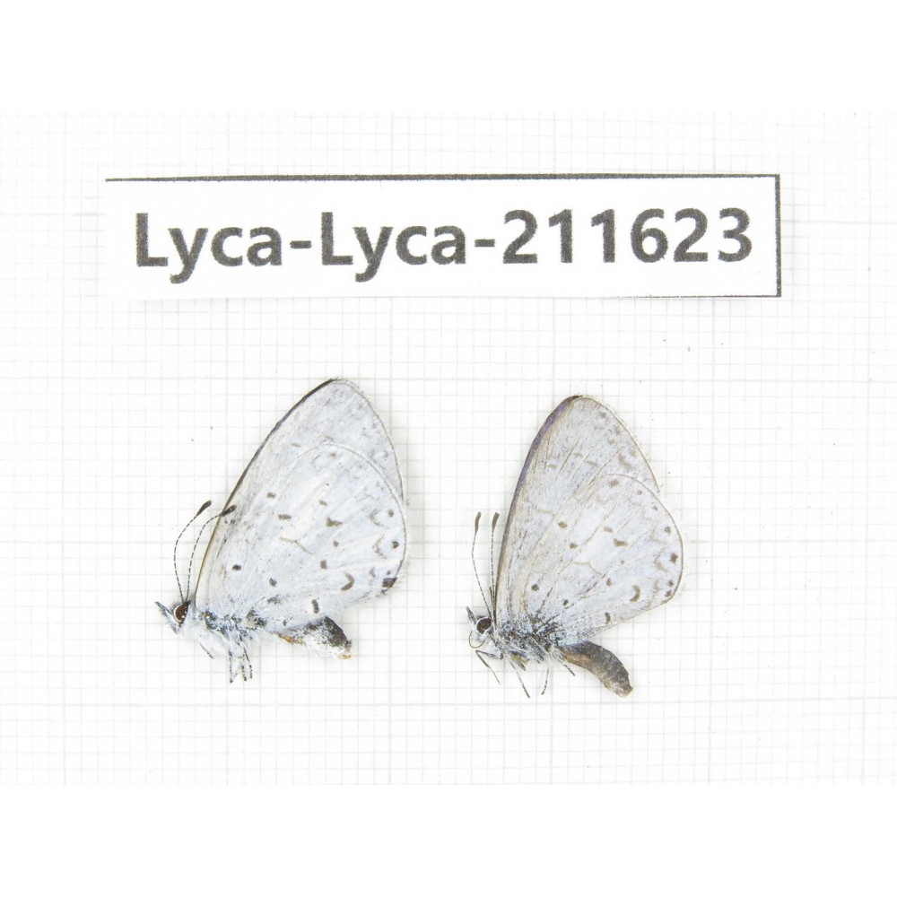 Celastrina sp. China, Tibet, Linzhi, Motuo county, Beibeng. 2M. Lyca-Lyca-211623.