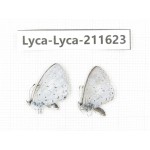 Celastrina sp. China, Tibet, Linzhi, Motuo county, Beibeng. 2M. Lyca-Lyca-211623.
