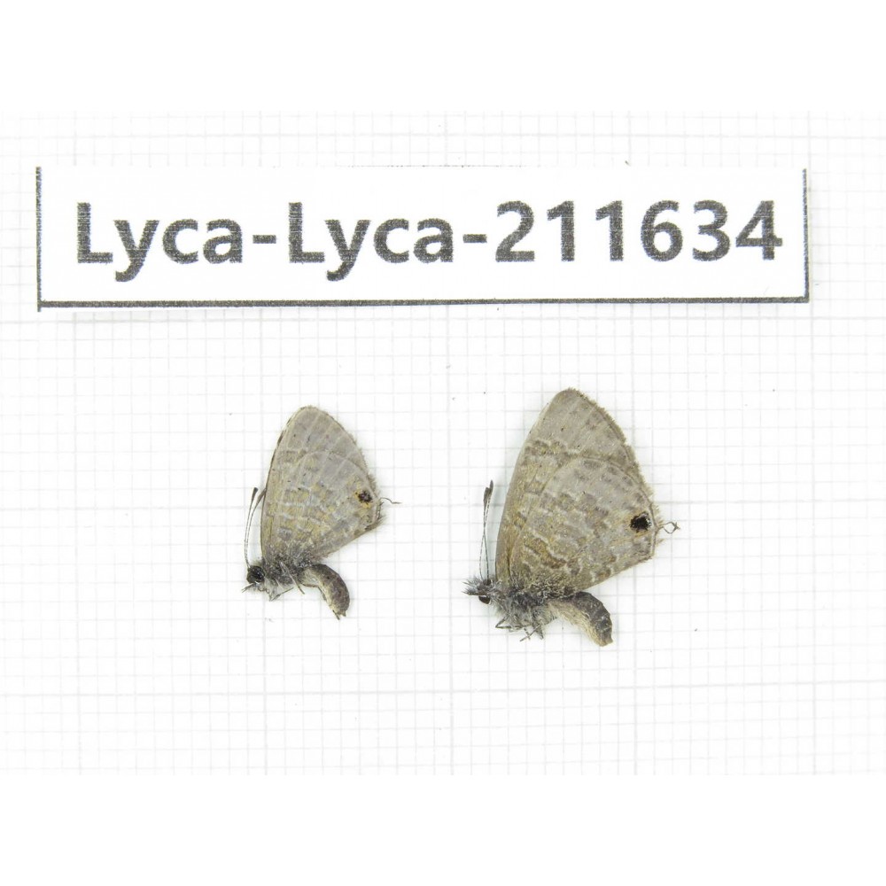 Lycanidae sp. China, Tibet, Linzhi, Motuo county, Beibeng. 2M. Lyca-Lyca-211634.
