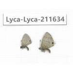 Lycanidae sp. China, Tibet, Linzhi, Motuo county, Beibeng. 2M. Lyca-Lyca-211634.