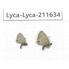 Lycanidae sp. China, Tibet, Linzhi, Motuo county, Beibeng. 2M. Lyca-Lyca-211634.