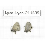 Lycanidae sp. China, Tibet, Linzhi, Motuo county, Beibeng. 2M. Lyca-Lyca-211635.