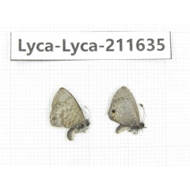 Lycanidae sp. China, Tibet, Linzhi, Motuo county, Beibeng. 2M. Lyca-Lyca-211635.