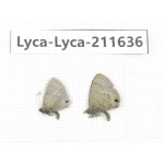 Lycanidae sp. China, Tibet, Linzhi, Motuo county, Beibeng. 2M. Lyca-Lyca-211636.