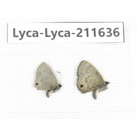 Lycanidae sp. China, Tibet, Linzhi, Motuo county, Beibeng. 2M. Lyca-Lyca-211636.