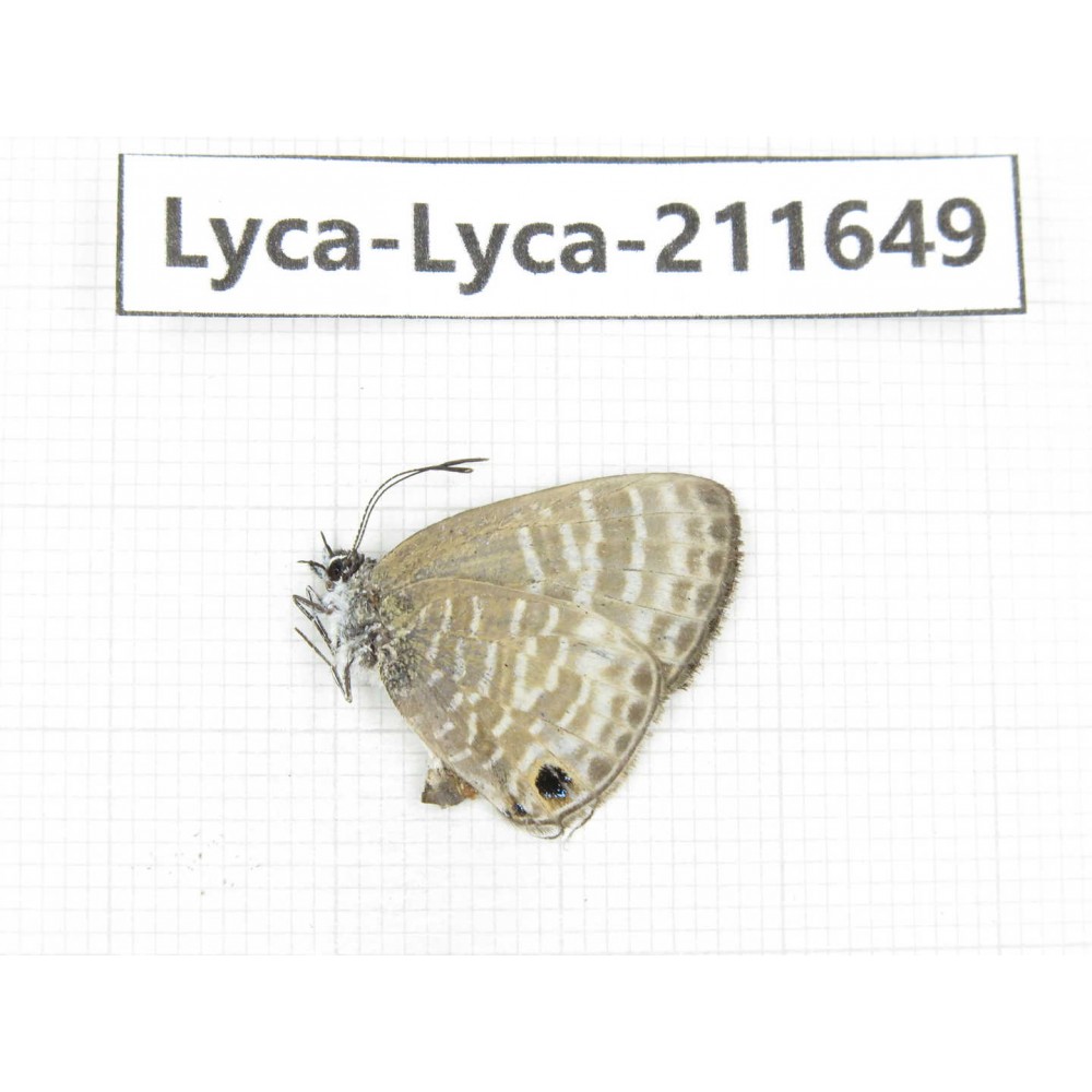 Lycanidae sp. China, Tibet, Linzhi, Motuo county, Beibeng. 1M. Lyca-Lyca-211649.