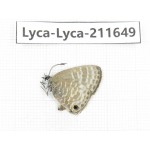 Lycanidae sp. China, Tibet, Linzhi, Motuo county, Beibeng. 1M. Lyca-Lyca-211649.
