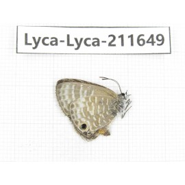 Lycanidae sp. China, Tibet, Linzhi, Motuo county, Beibeng. 1M. Lyca-Lyca-211649.