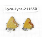 Heliophorus sp. China, Tibet, Linzhi, Motuo county, Beibeng. 2M. Lyca-Lyca-211650.