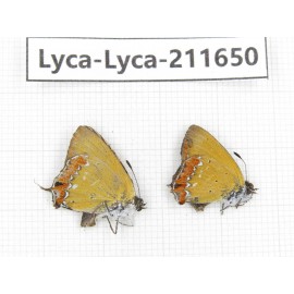 Heliophorus sp. China, Tibet, Linzhi, Motuo county, Beibeng. 2M. Lyca-Lyca-211650.