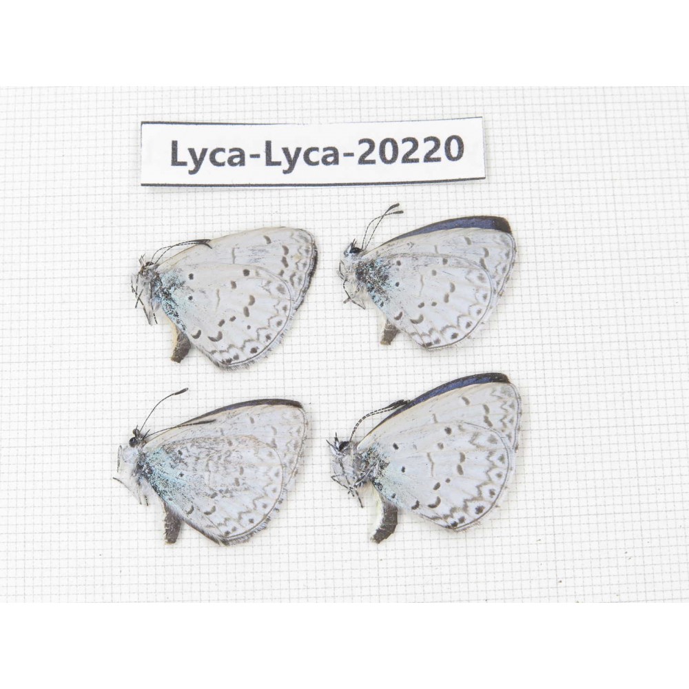 Celastrina sp. China, Tibet, Linzhi, Pailong. 4M. Lyca-Lyca-20220.