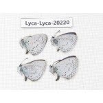 Celastrina sp. China, Tibet, Linzhi, Pailong. 4M. Lyca-Lyca-20220.