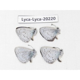 Celastrina sp. China, Tibet, Linzhi, Pailong. 4M. Lyca-Lyca-20220.
