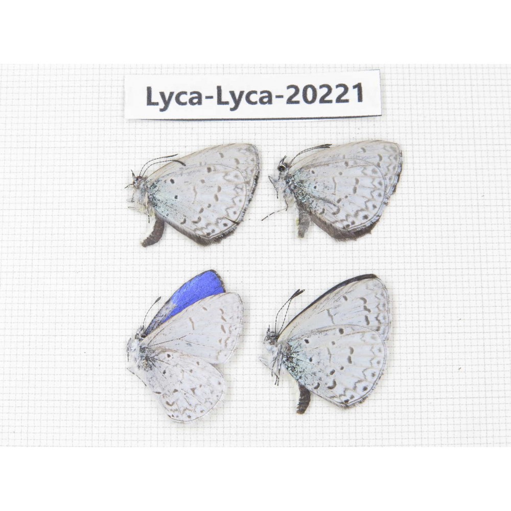 Celastrina sp. China, Tibet, Linzhi, Pailong. 4M. Lyca-Lyca-20221.