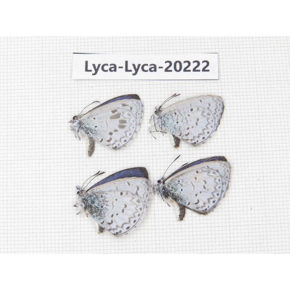 Celastrina sp. China, Tibet, Linzhi, Pailong. 4M. Lyca-Lyca-20222.