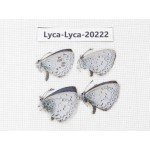 Celastrina sp. China, Tibet, Linzhi, Pailong. 4M. Lyca-Lyca-20222.